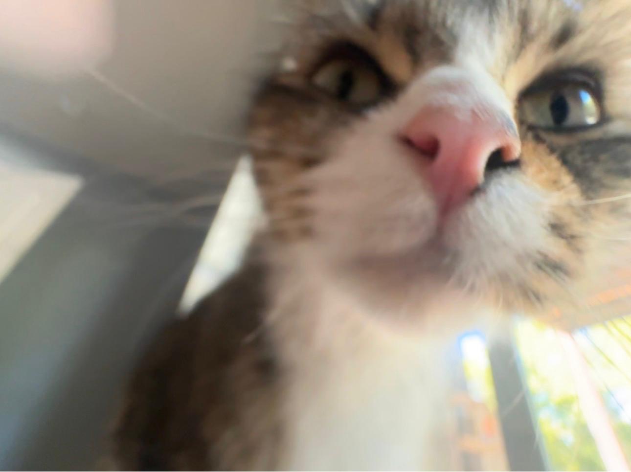 Enlarge Cece (bonded with Lainey), a ADOPTABLE Domestic Long Hair in Sharpsburg, GA image 4/6