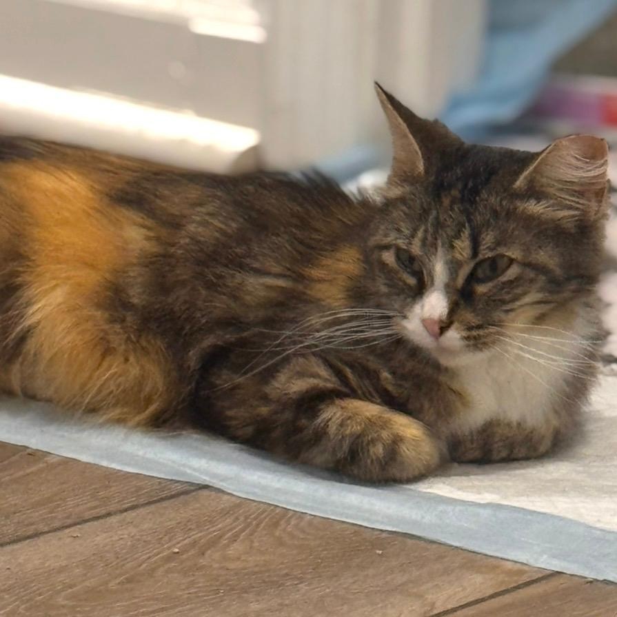 Cece (bonded with Lainey), ADOPTABLE, Young Female Domestic Long Hair.