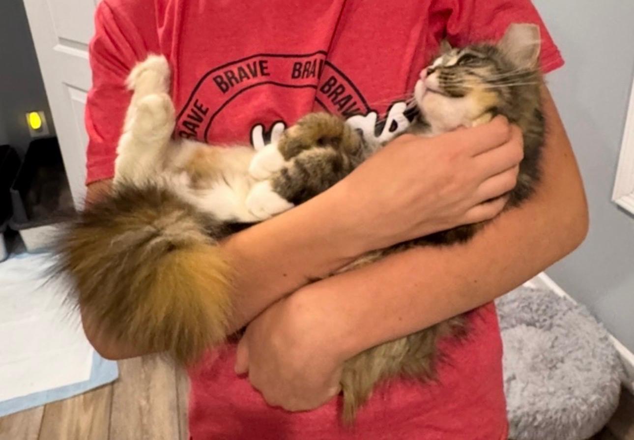 Enlarge Cece (bonded with Lainey), a ADOPTABLE Domestic Long Hair in Sharpsburg, GA image 2/6
