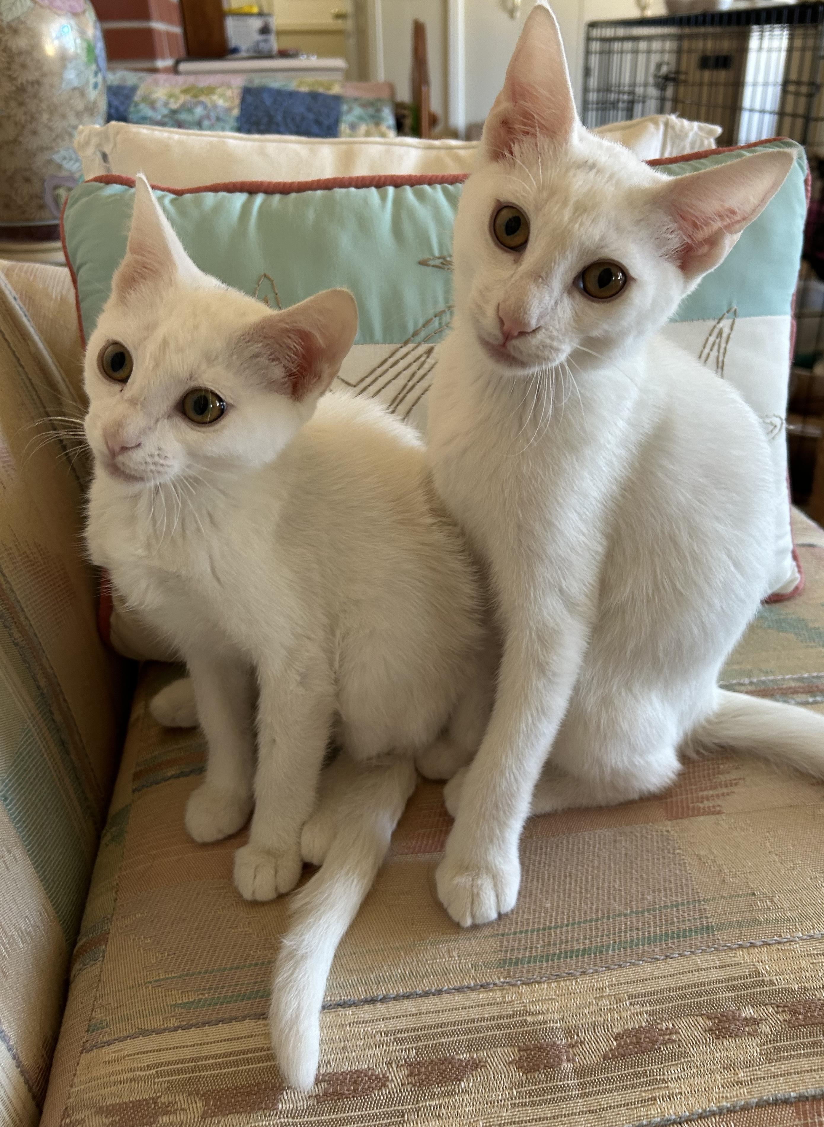 Diamond, Adoptable, Kitten Male American Shorthair.