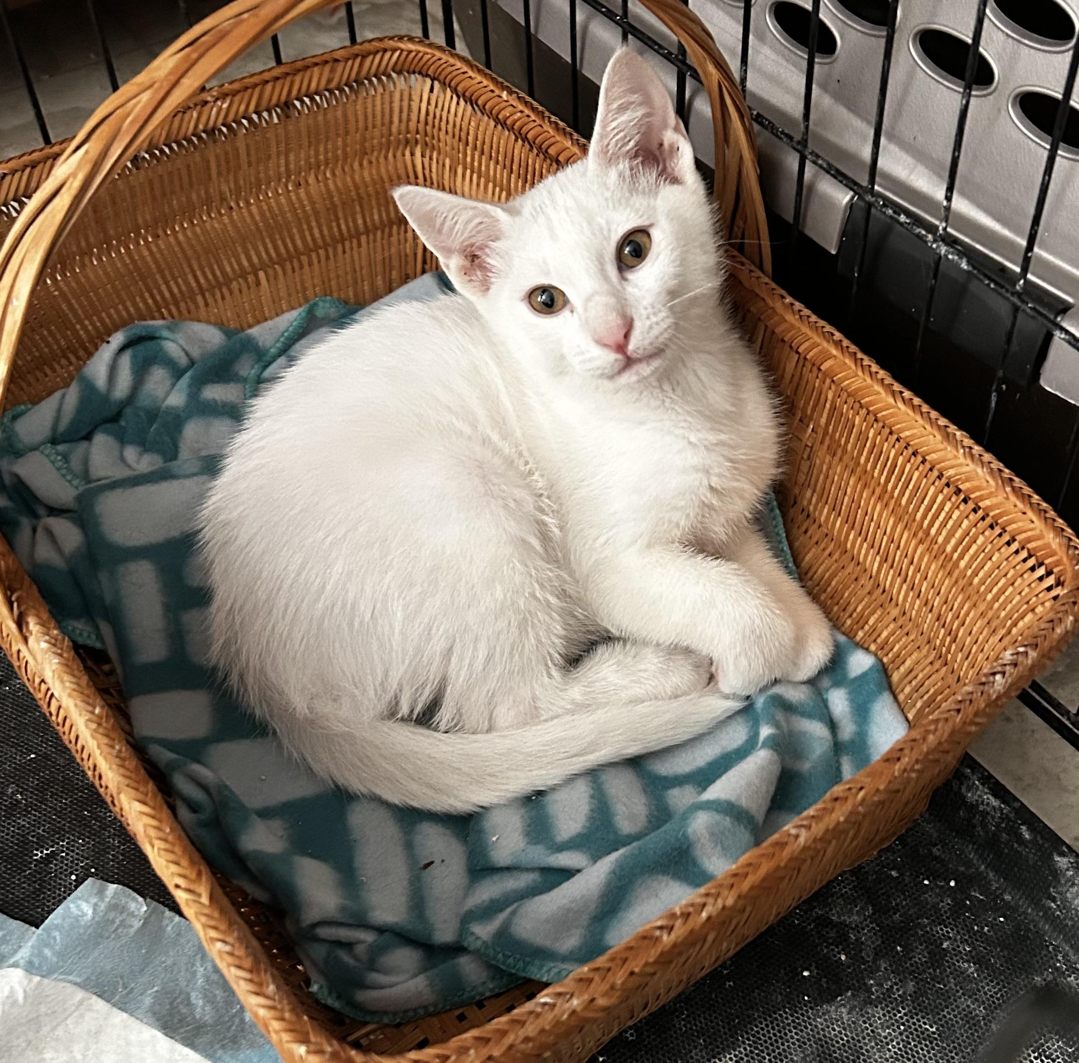 Enlarge Diamond, a Adoptable American Shorthair in Meeker, OK image 2/2