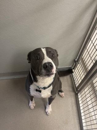 Max, a Adoptable mixed breed in Norfolk, VA image 1/3