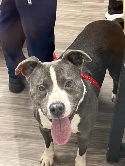 Max, a Adoptable mixed breed in Norfolk, VA image 2/3