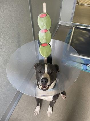 Max, a Adoptable mixed breed in Norfolk, VA image 3/3