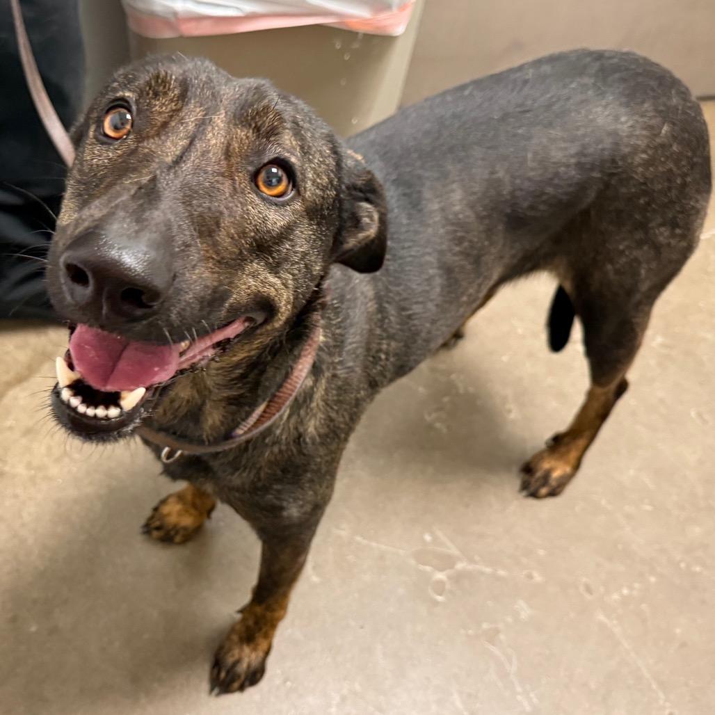 Enlarge Tulip, a Adoptable mixed breed in Tulsa, OK image 4/6