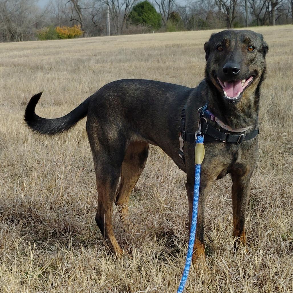 Enlarge Tulip, a Adoptable mixed breed in Tulsa, OK image 5/6