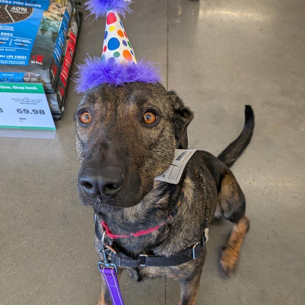 Enlarge Tulip, a Adoptable mixed breed in Tulsa, OK image 6/6