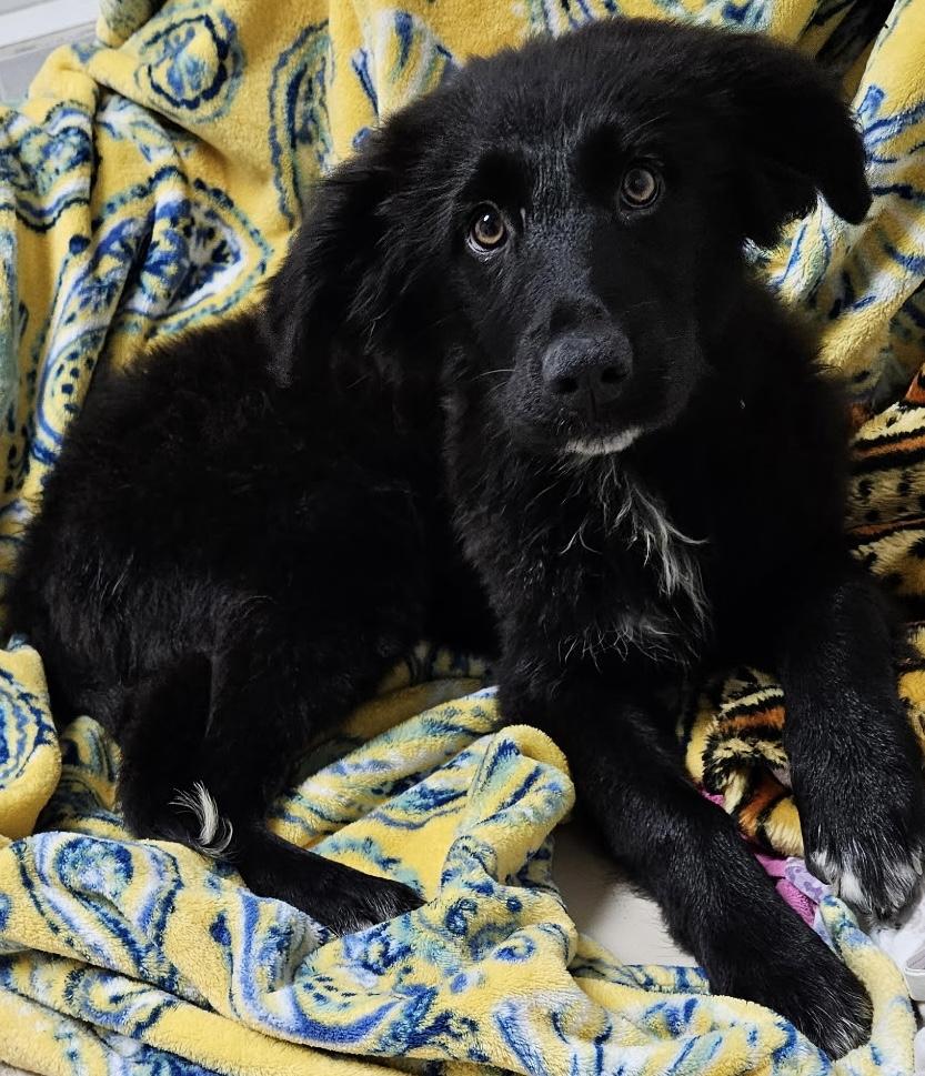 Cookie, an adopted mixed breed in Crystal Lake, IL image 4/5