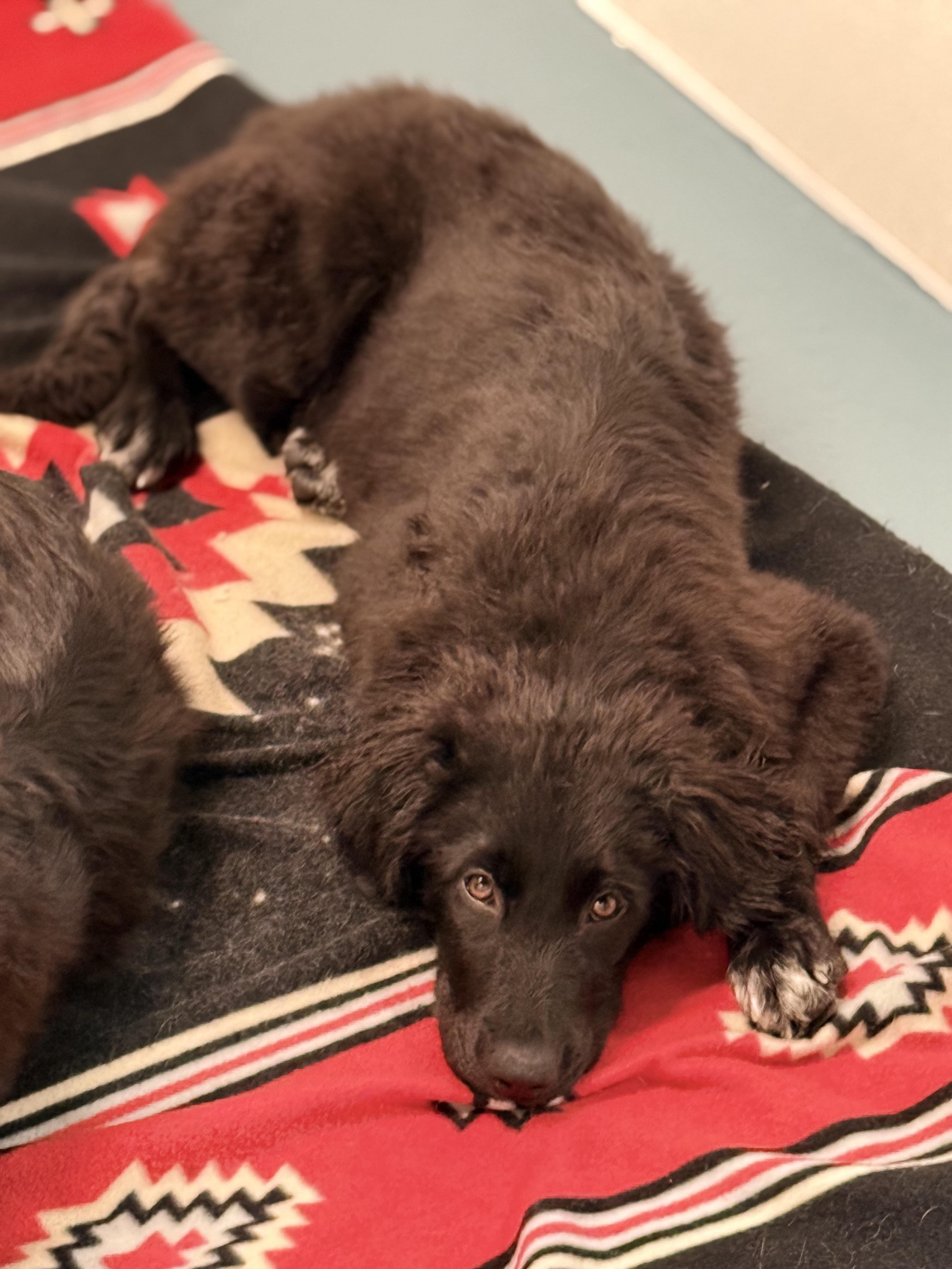 Cookie, an adopted mixed breed in Crystal Lake, IL image 5/5