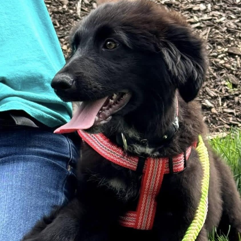 Cookie, an adopted mixed breed in Crystal Lake, IL image 1/5