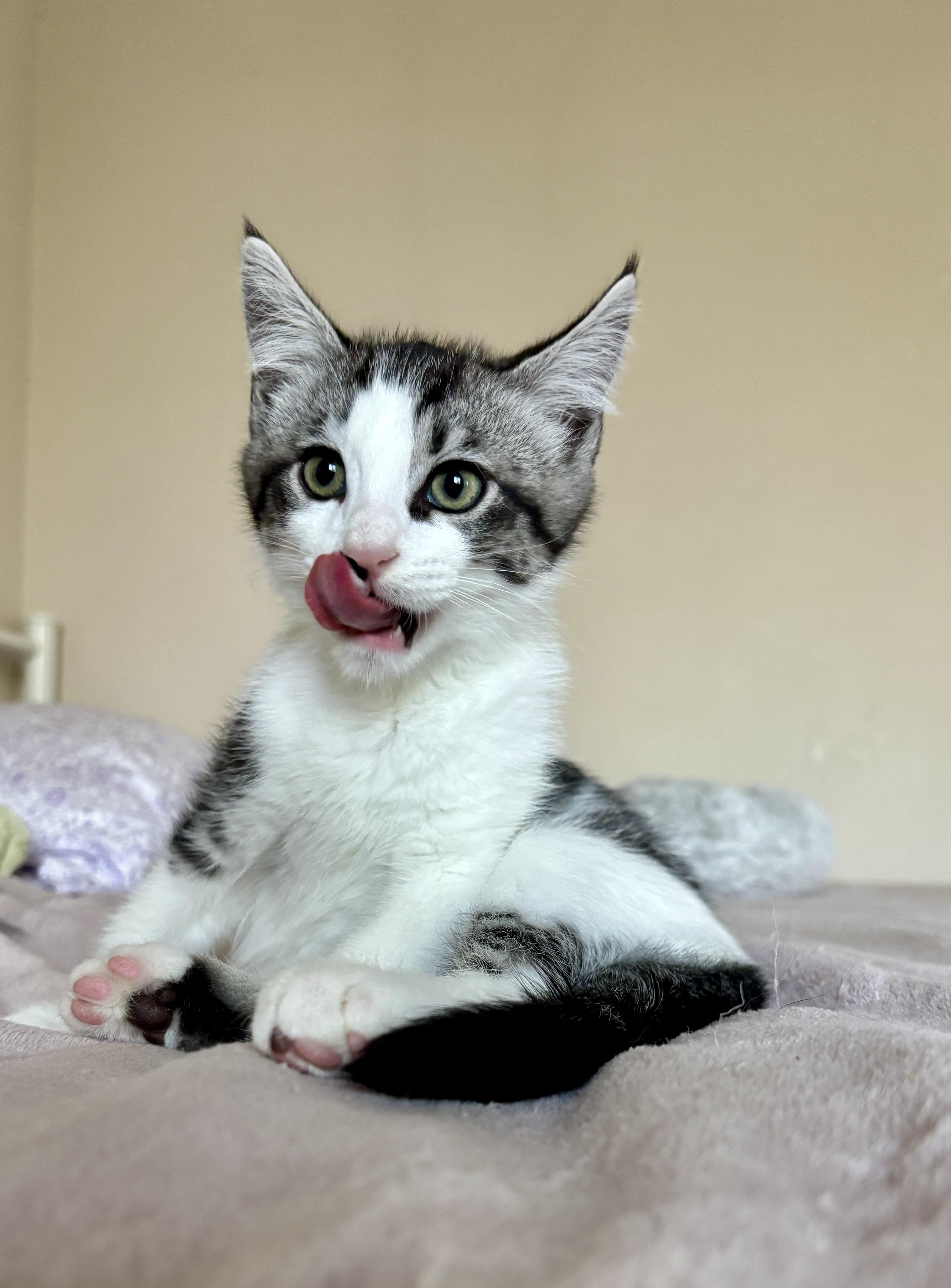 Sir Didymus and Bert - bonded pair