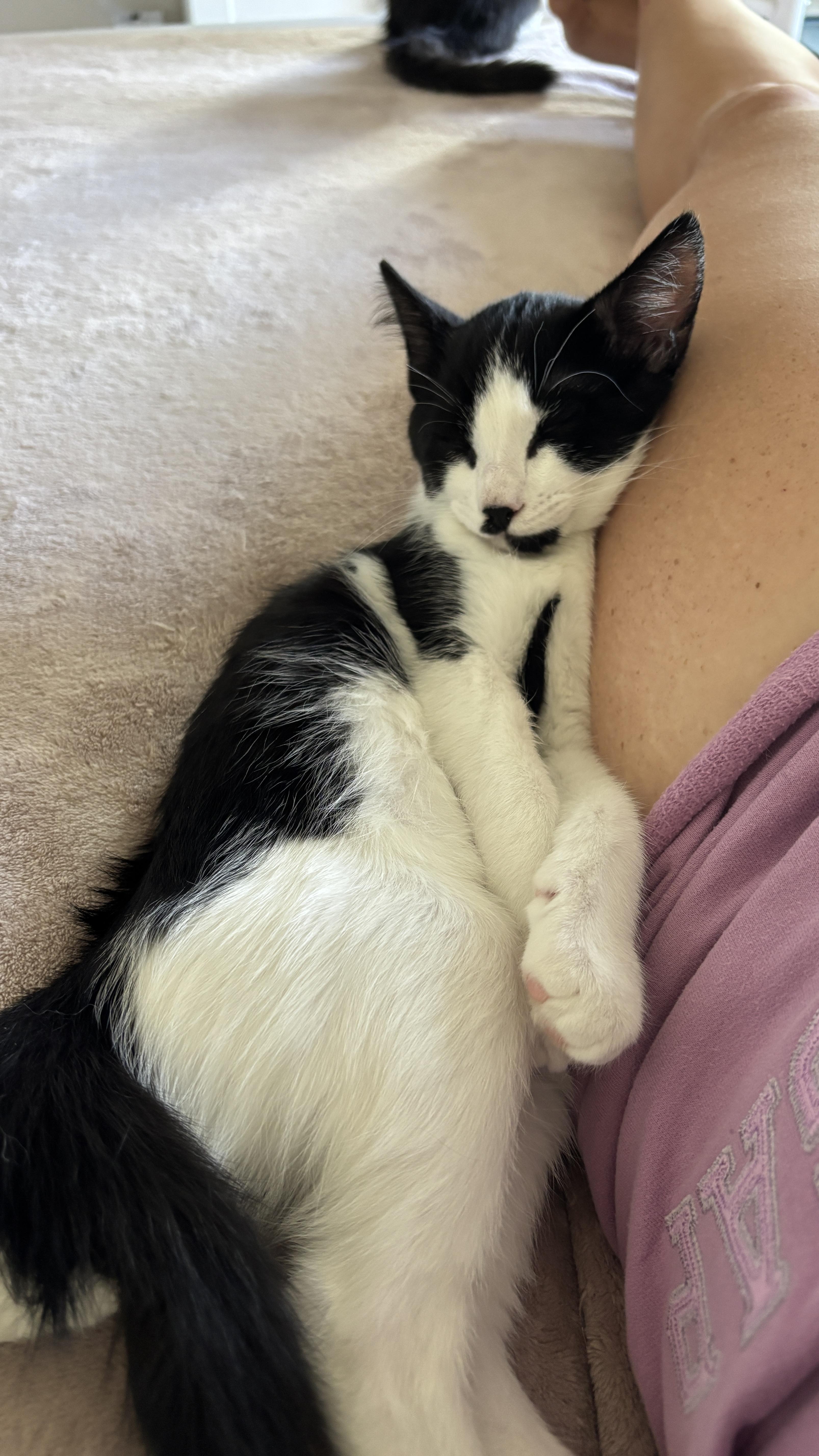 Sir Didymus and Bert - bonded pair