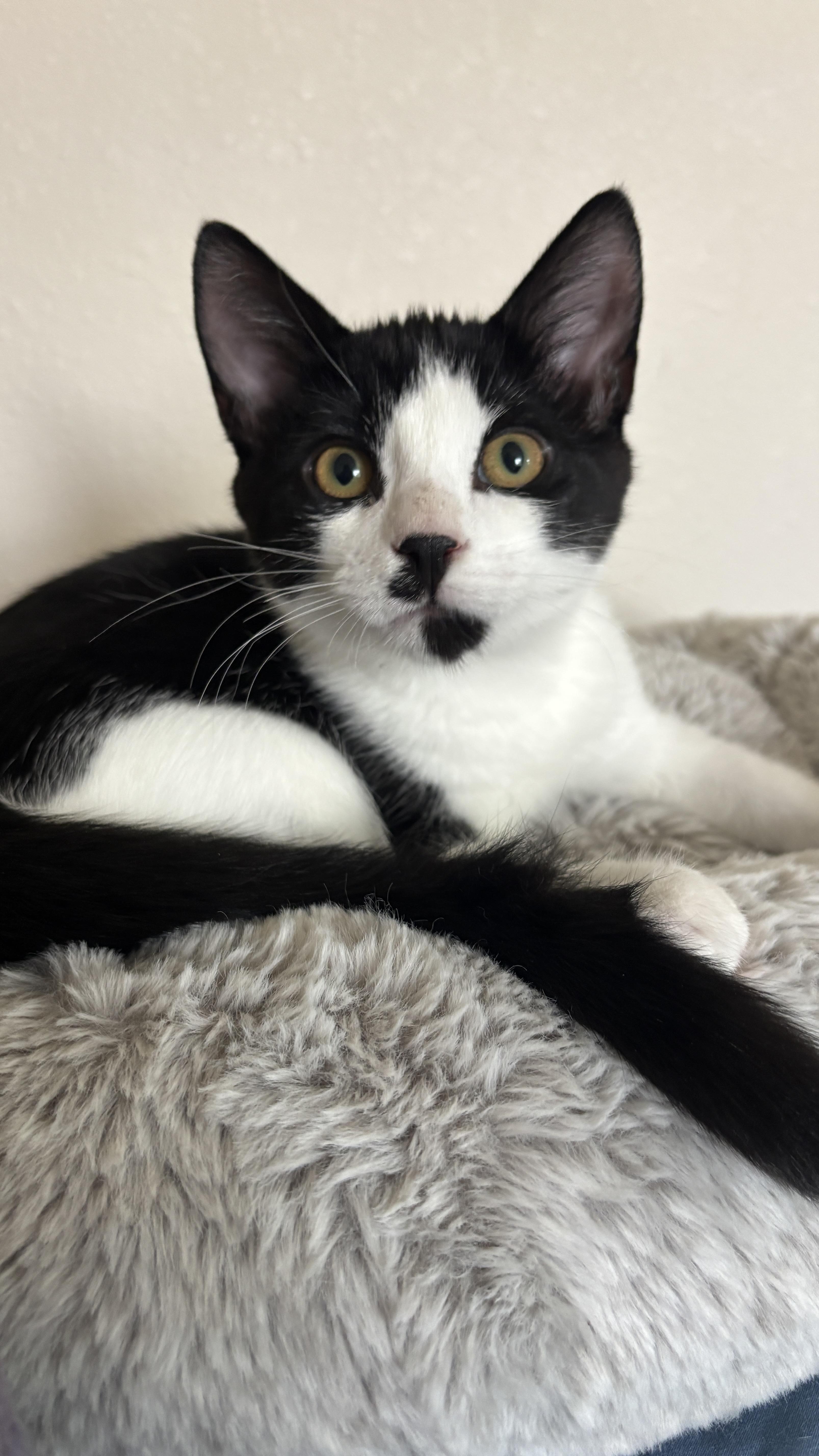 Sir Didymus and Bert - bonded pair