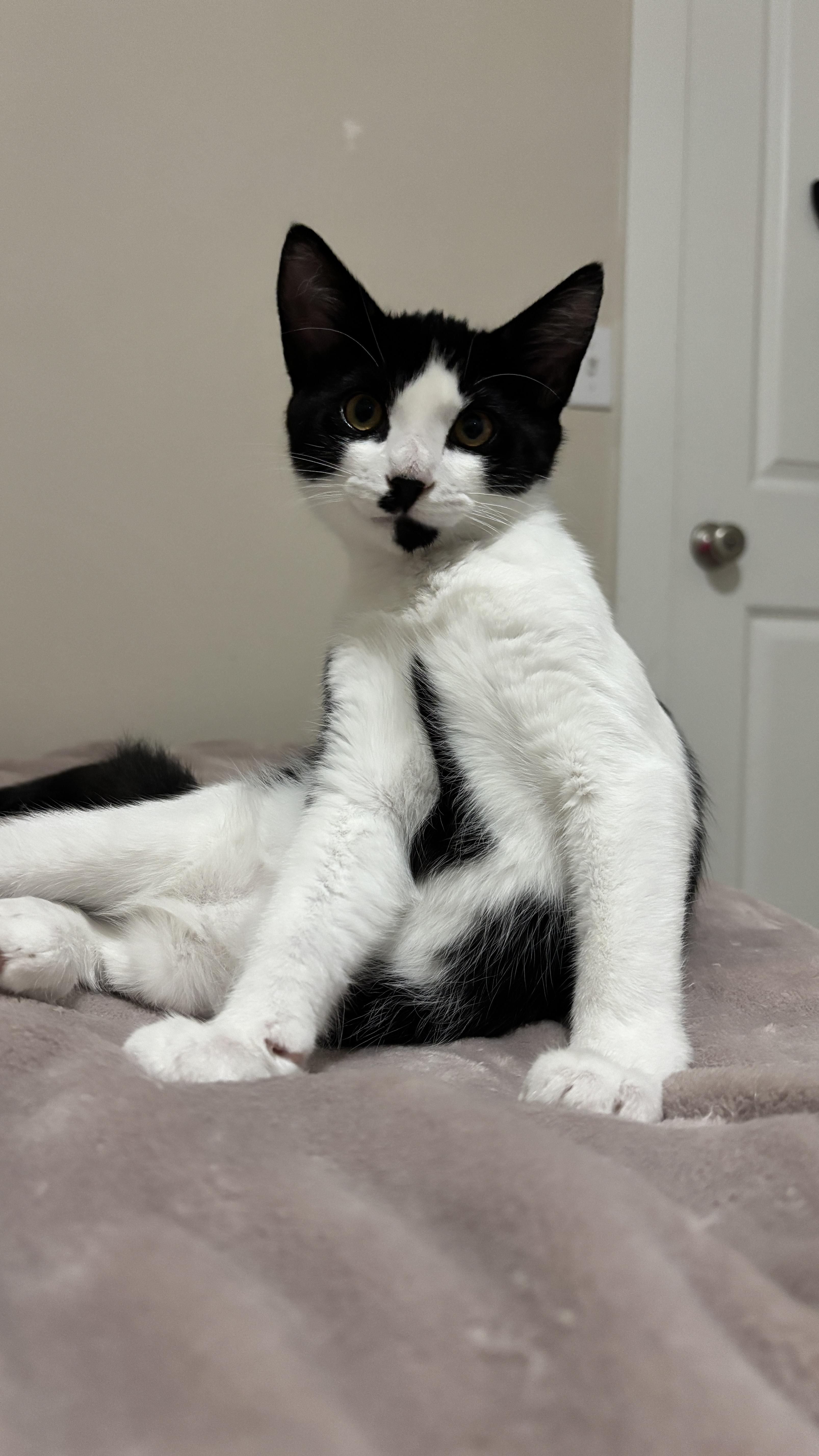 Sir Didymus and Bert - bonded pair