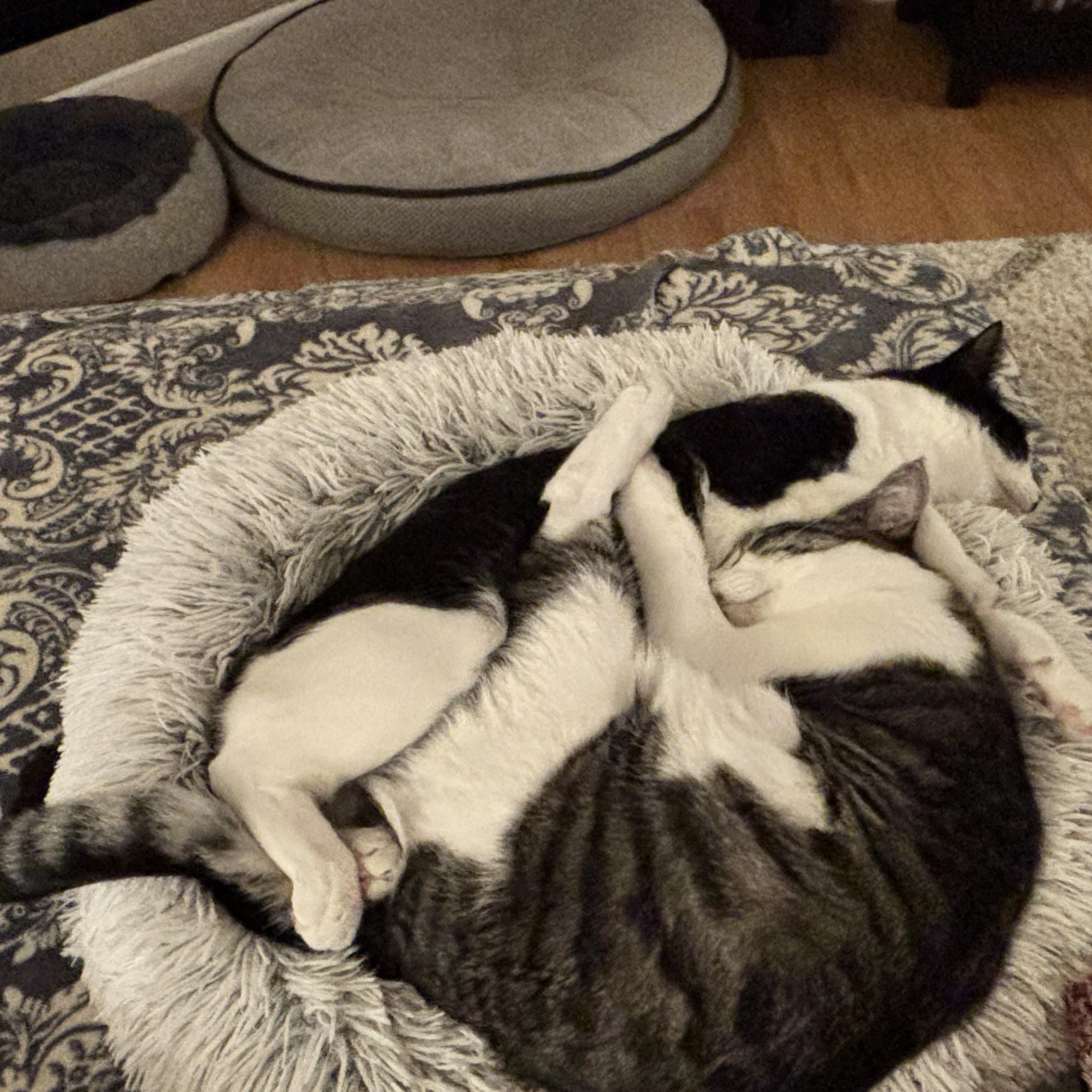 Sir Didymus and Bert - bonded pair, Adoptable, Kitten Male Domestic Short Hair & Tabby.