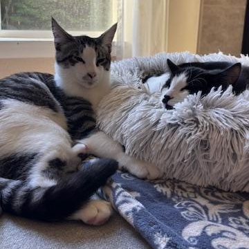 Sir Didymus and Bert - bonded pair