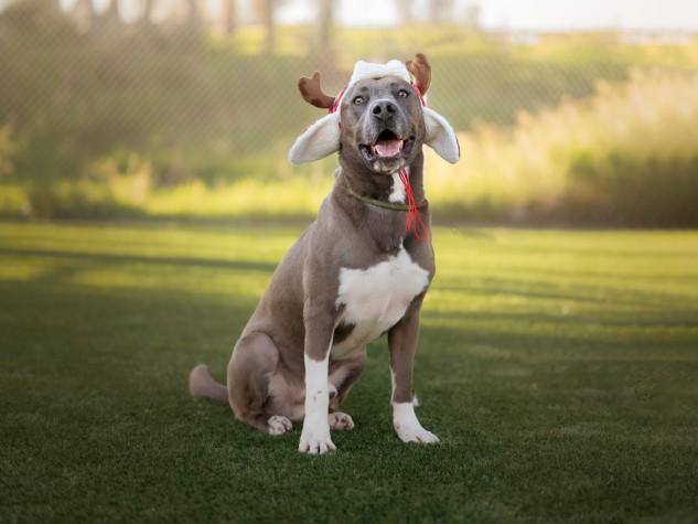Enlarge QUINCY, a Adoptable Mixed Breed in Los Angeles, CA image 1/1