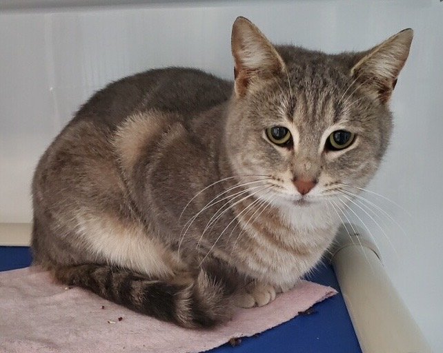 Janie, Adult Female unknown