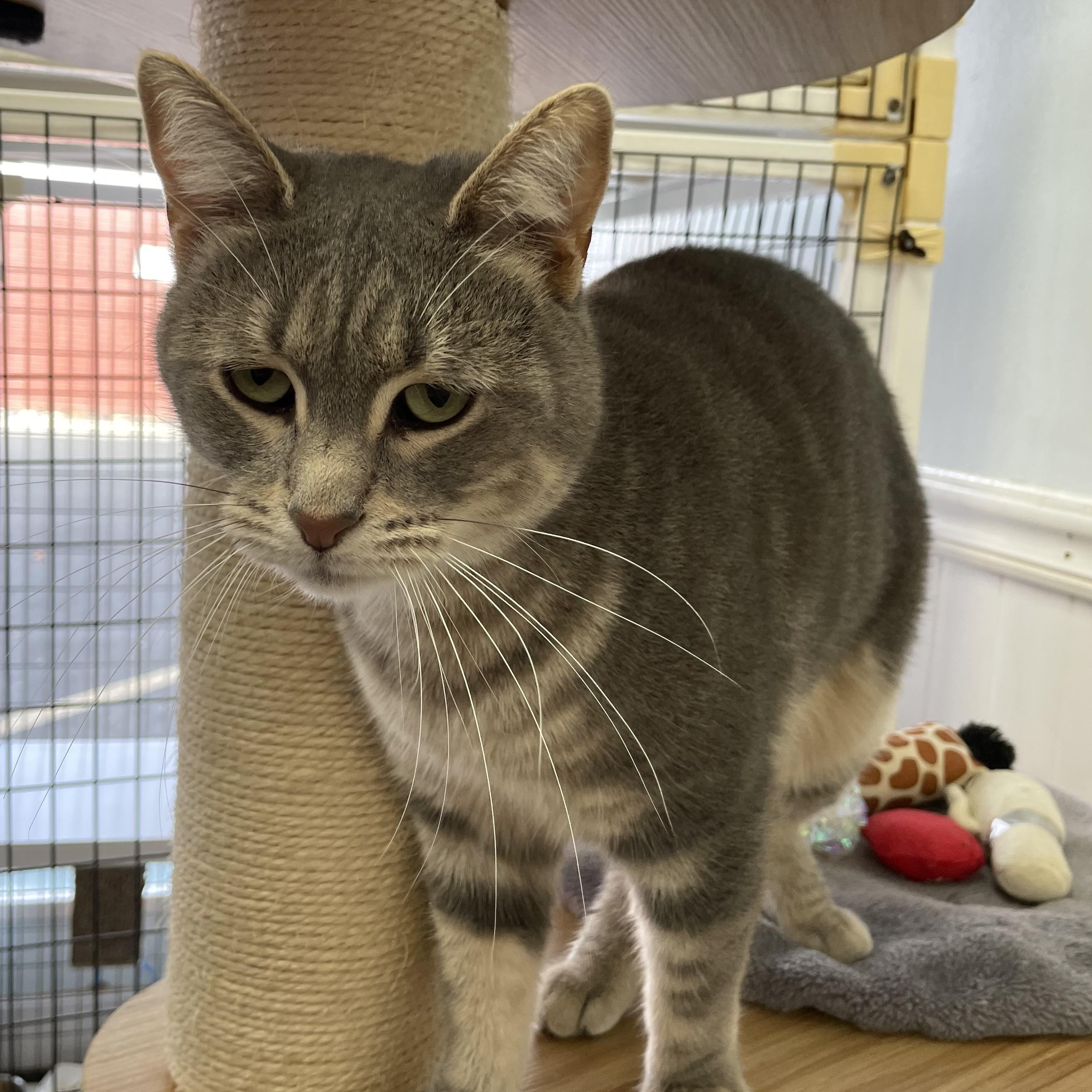 Janie, Adult Female unknown