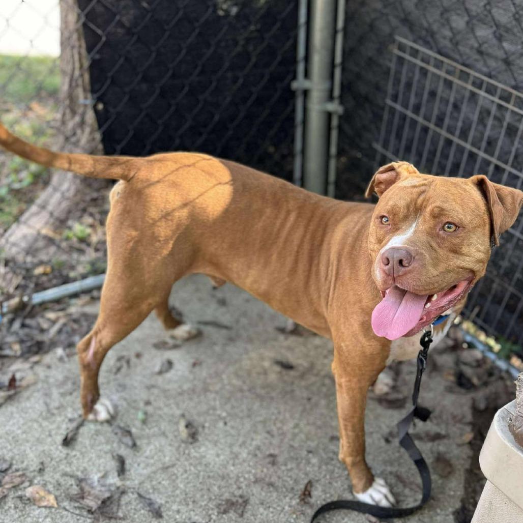 Enlarge Fisher, a Adoptable Mixed Breed in Edwardsville, IL image 1/6