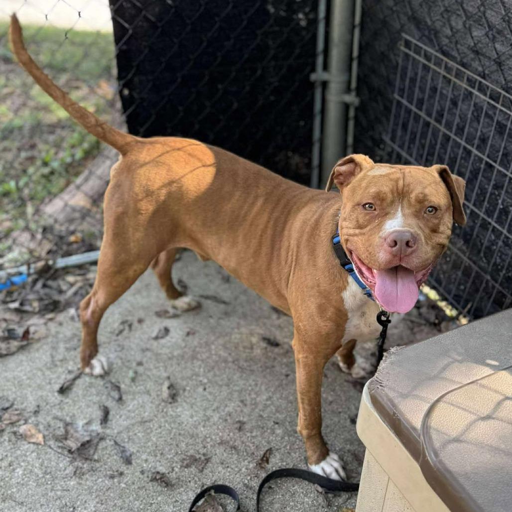 Enlarge Fisher, a Adoptable Mixed Breed in Edwardsville, IL image 2/6