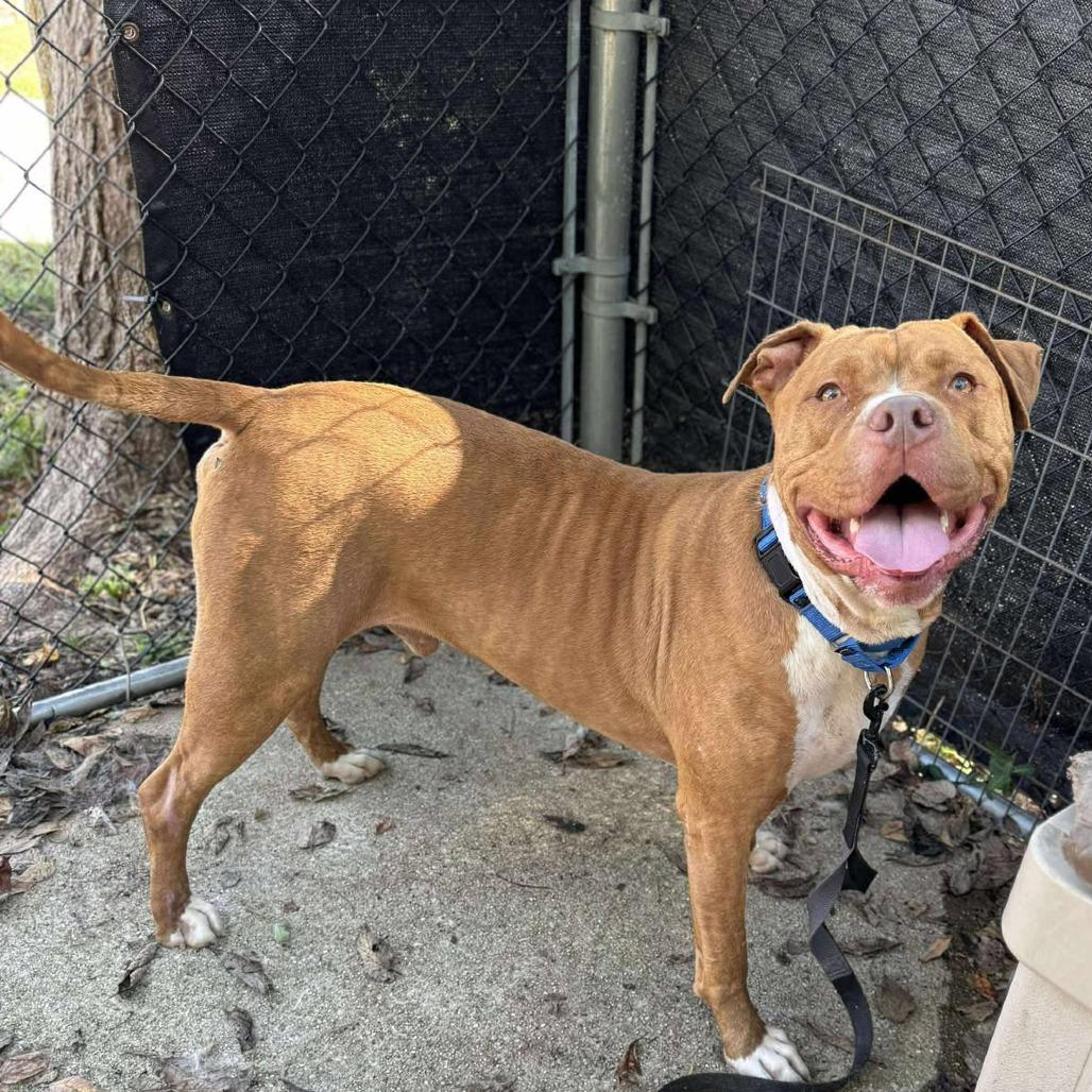 Enlarge Fisher, a Adoptable Mixed Breed in Edwardsville, IL image 3/6