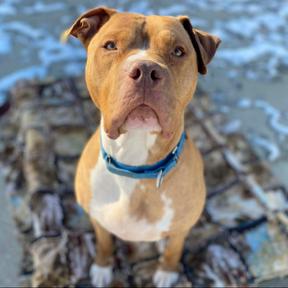 Enlarge Fisher, a Adoptable Mixed Breed in Edwardsville, IL image 4/6