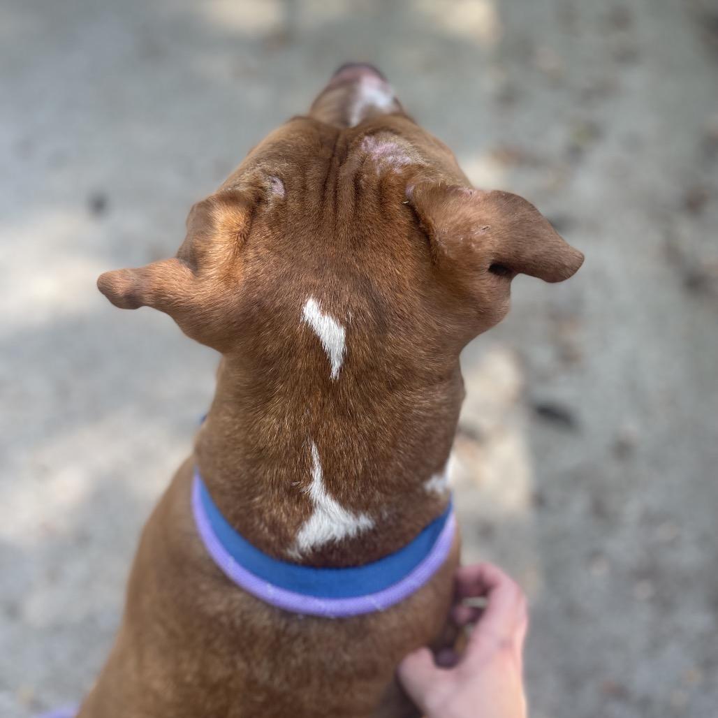 Enlarge Fisher, a Adoptable Mixed Breed in Edwardsville, IL image 5/6