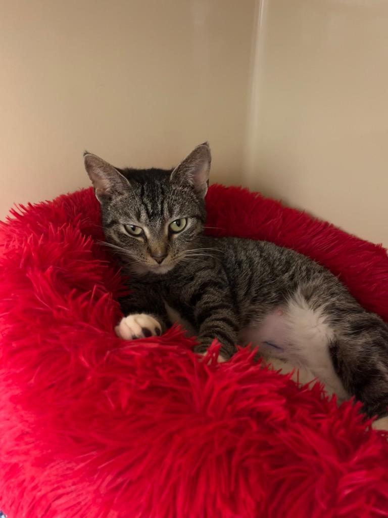 Cloe, Adoptable, Young Female Domestic Short Hair.