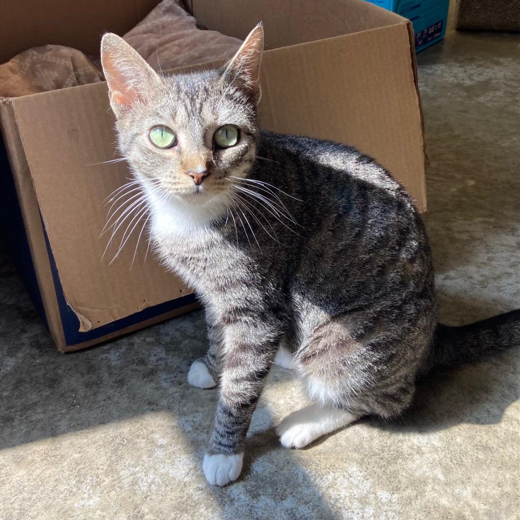 Enlarge Cloe, a Adoptable mixed breed in Clinton, SC image 2/3