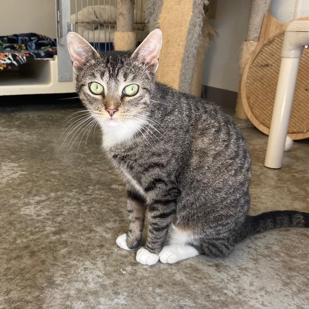 Enlarge Cloe, a Adoptable mixed breed in Clinton, SC image 3/3