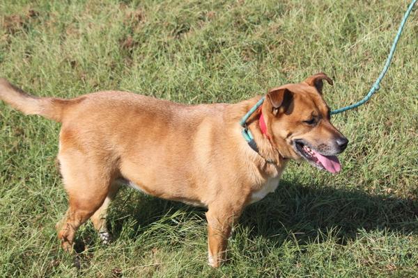 Virginia, Adoptable, Adult Female Shepherd.