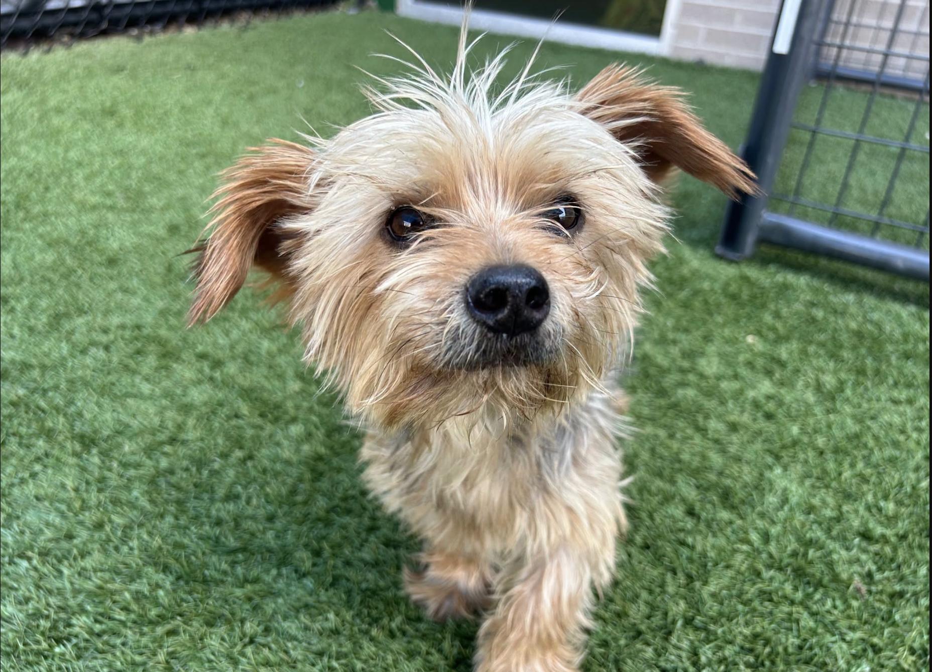 Tim Curry, Adoptable, Adult Male Terrier.