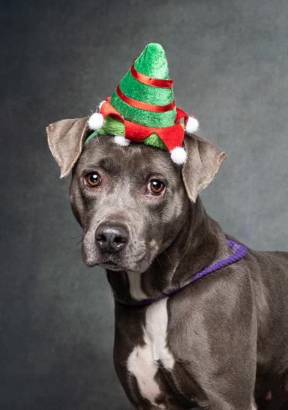 Aura, a Adoptable mixed breed in Atlanta, GA image 1/3