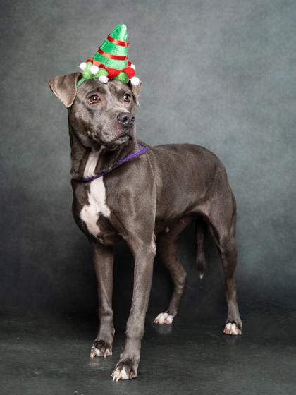 Aura, a Adoptable mixed breed in Atlanta, GA image 2/3