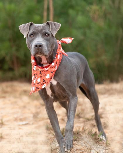 Aura, a Adoptable mixed breed in Atlanta, GA image 3/3