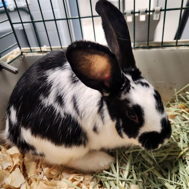 Enlarge DOS, a Adoptable Bunny Rabbit in Kalamazoo, MI image 1/1