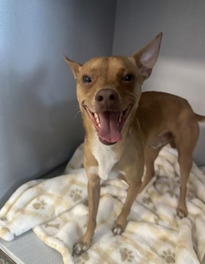 Enlarge Pepperoni, a Adoptable mixed breed in Converse, TX image 1/1