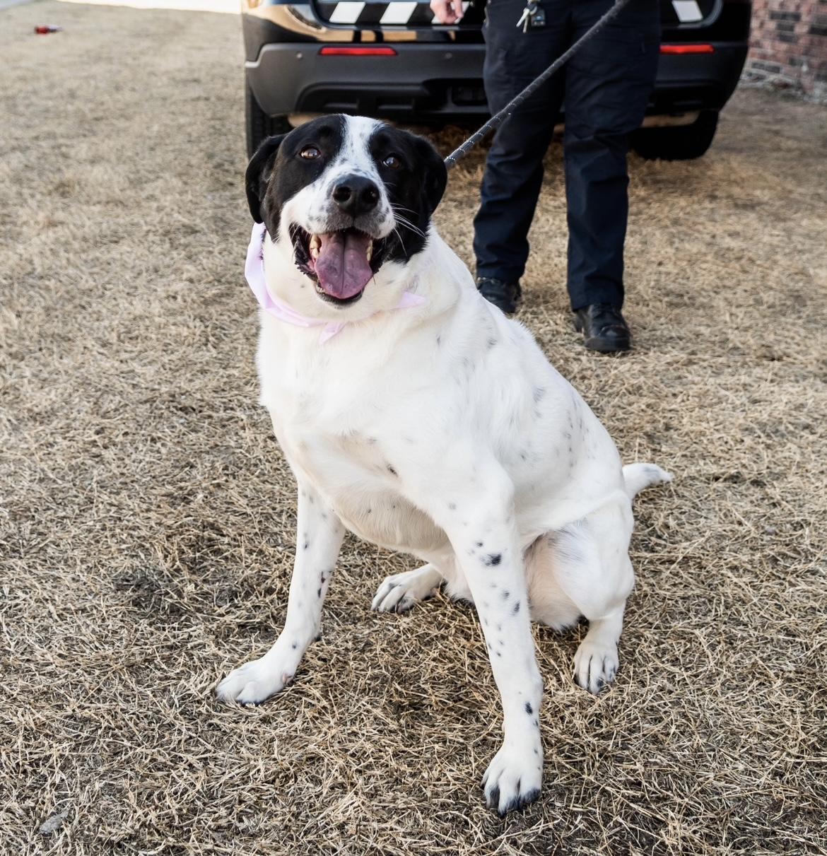 Lakota, a ADOPTABLE mixed breed in Bixby, OK image 1/2