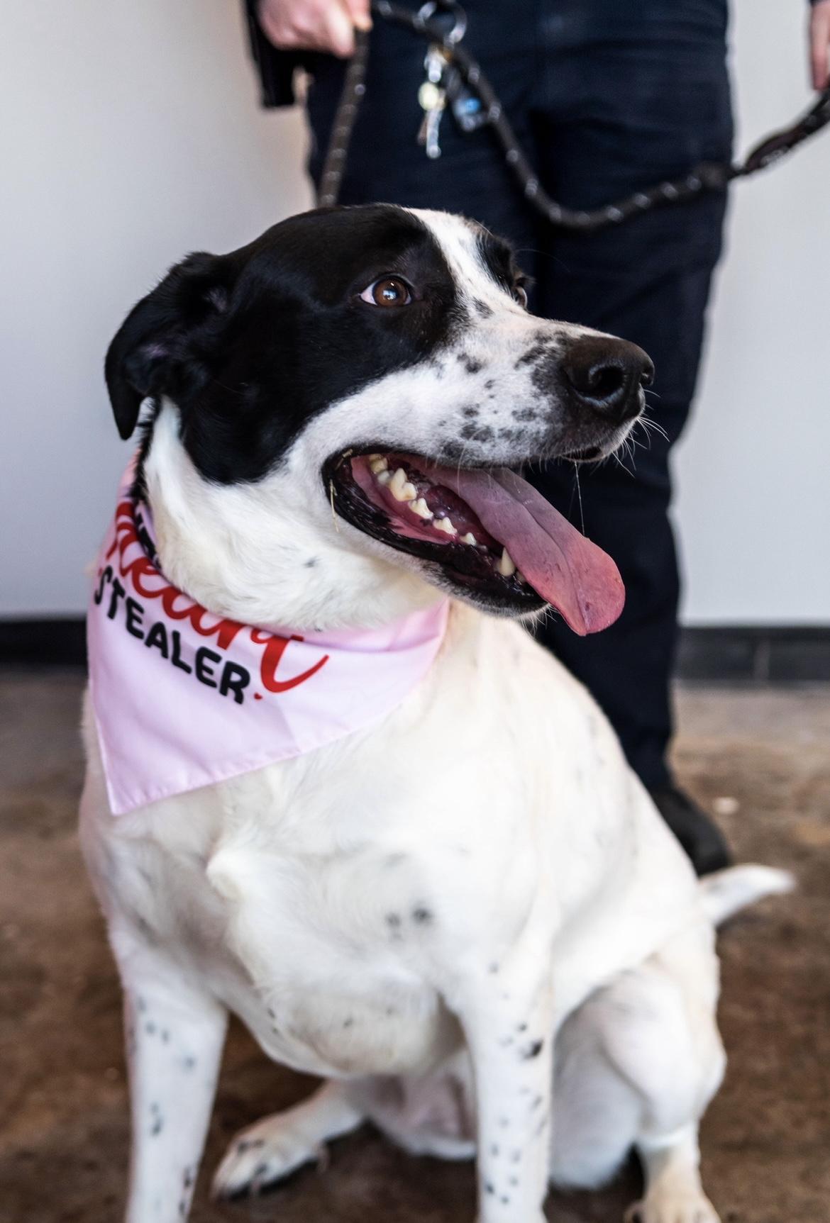Lakota, a ADOPTABLE mixed breed in Bixby, OK image 2/2