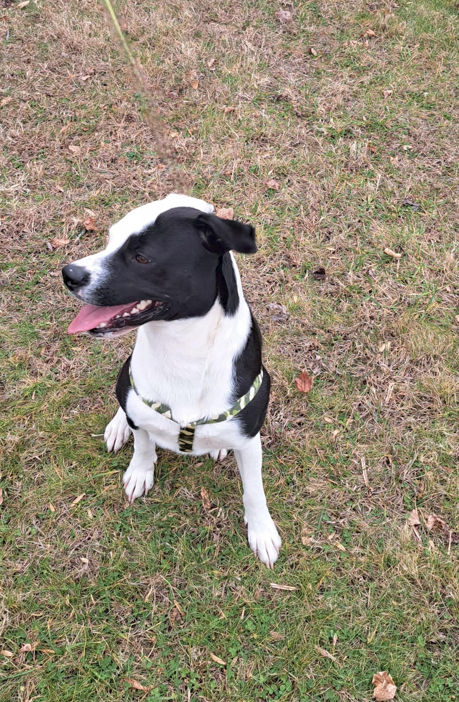 Enlarge Rex, a ADOPTABLE mixed breed in McMinnville, TN image 3/4