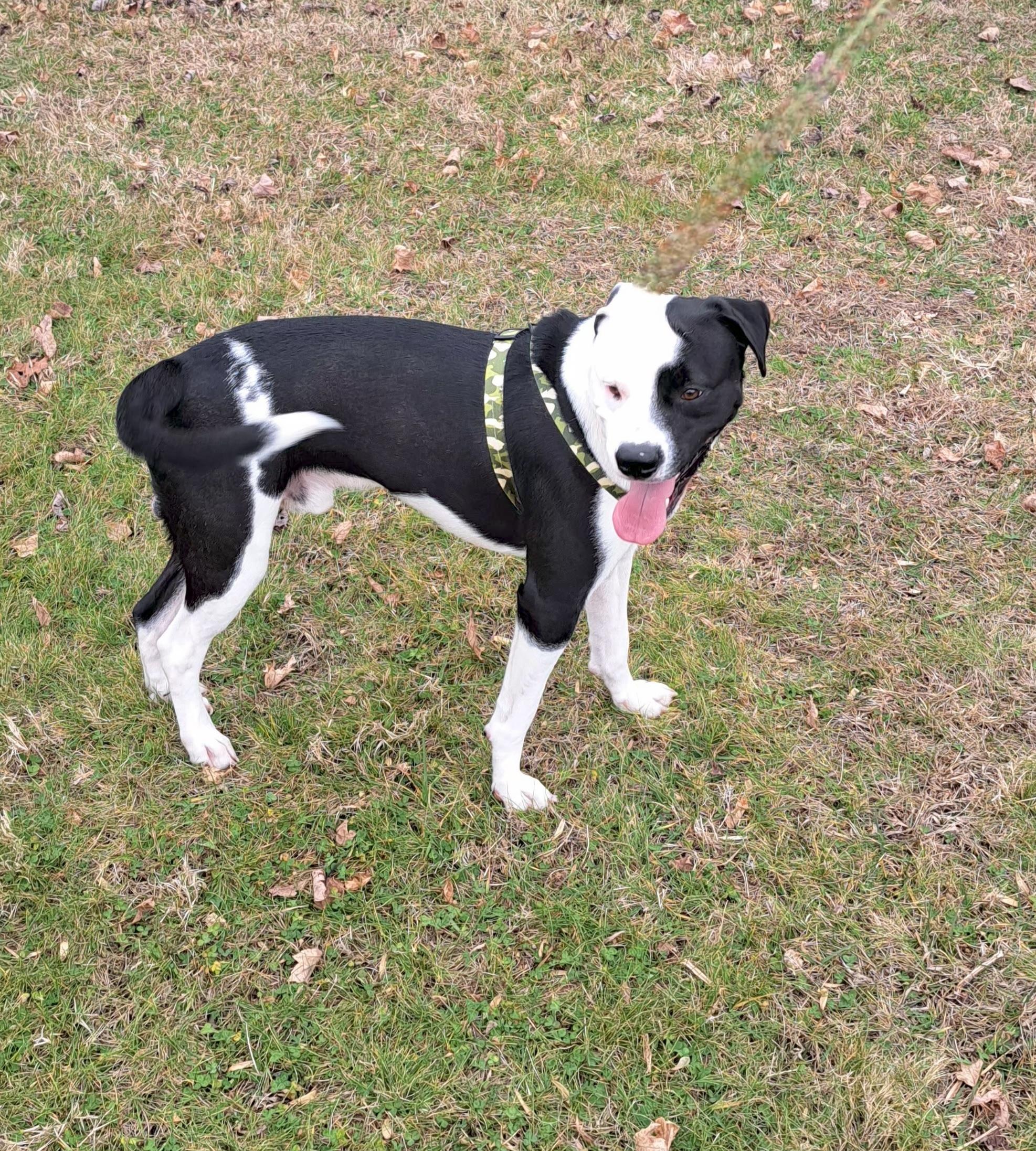 Rex, ADOPTABLE, Young Male Labrador Retriever & American Bully.