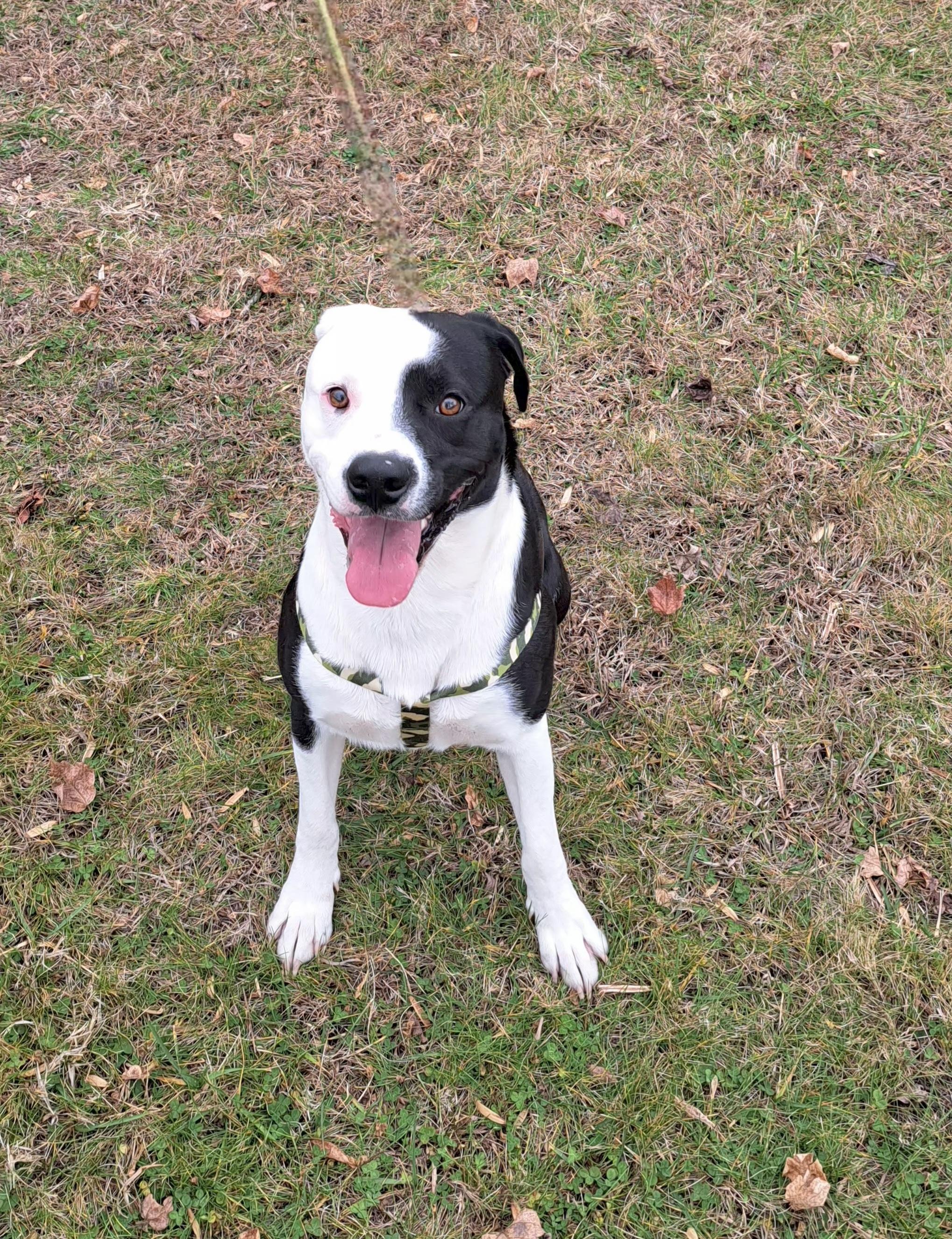 Enlarge Rex, a ADOPTABLE mixed breed in McMinnville, TN image 2/4