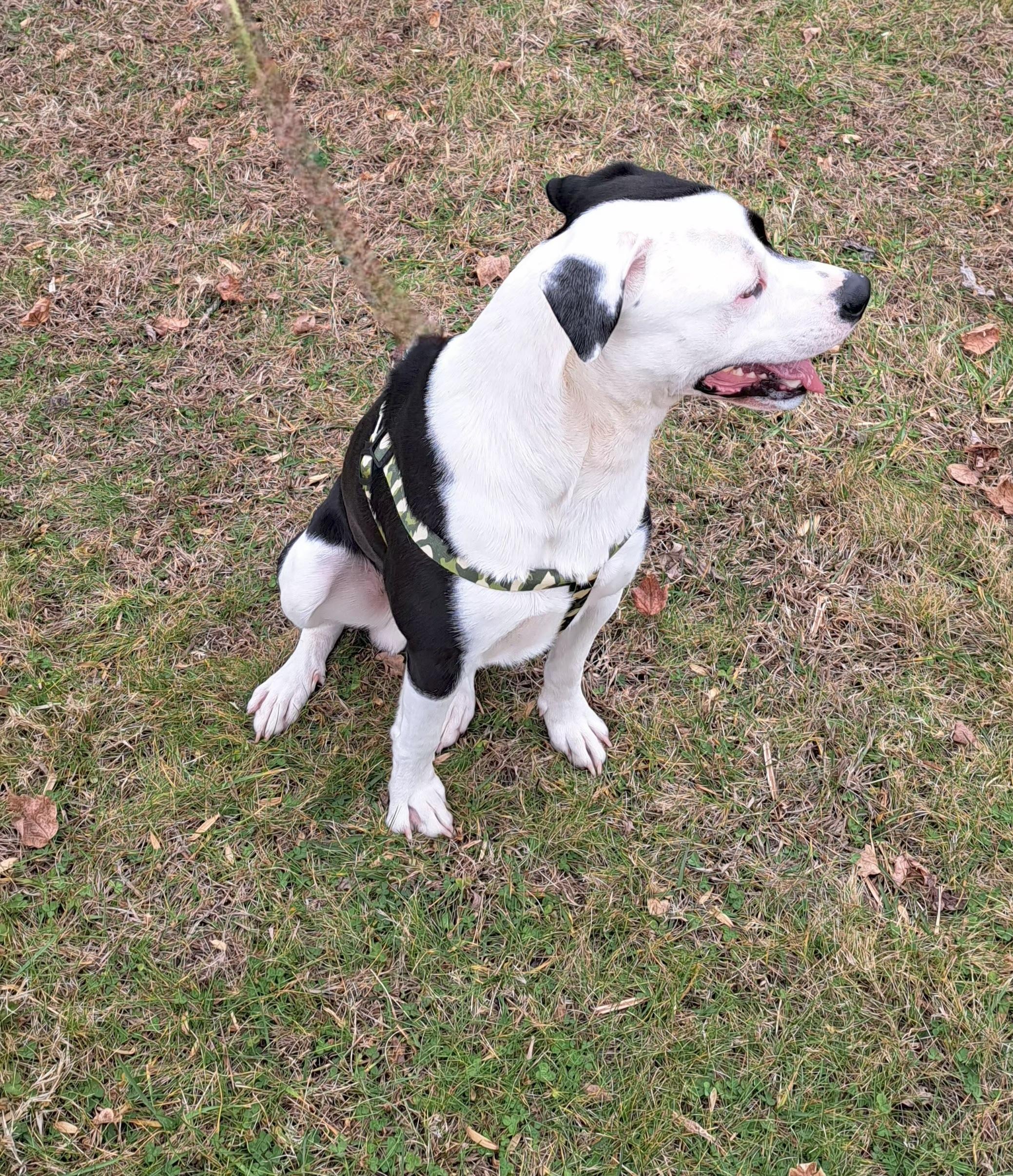 Enlarge Rex, a ADOPTABLE mixed breed in McMinnville, TN image 4/4