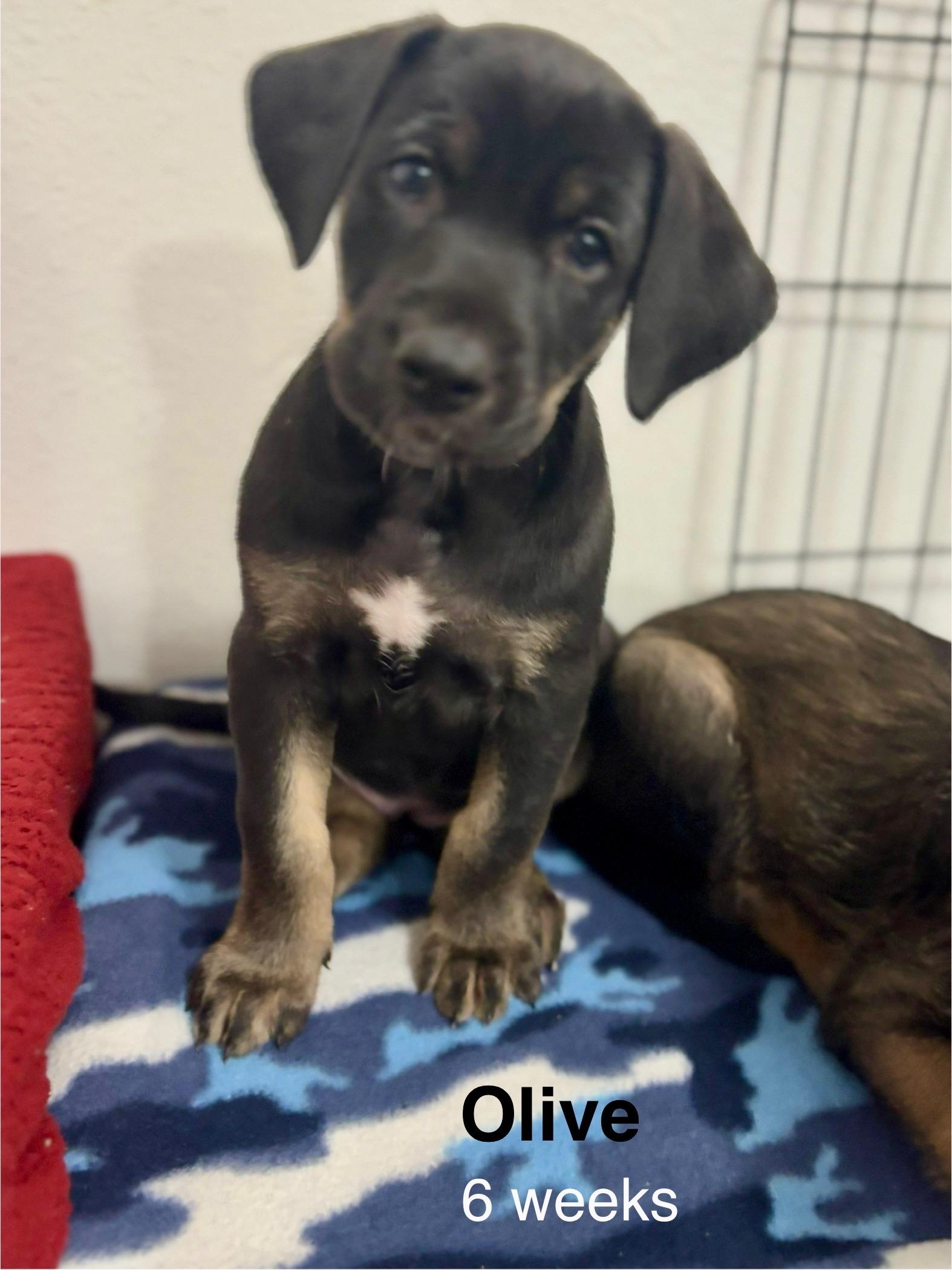 Enlarge Olive, a Adopted mixed breed in Chico, CA image 2/5