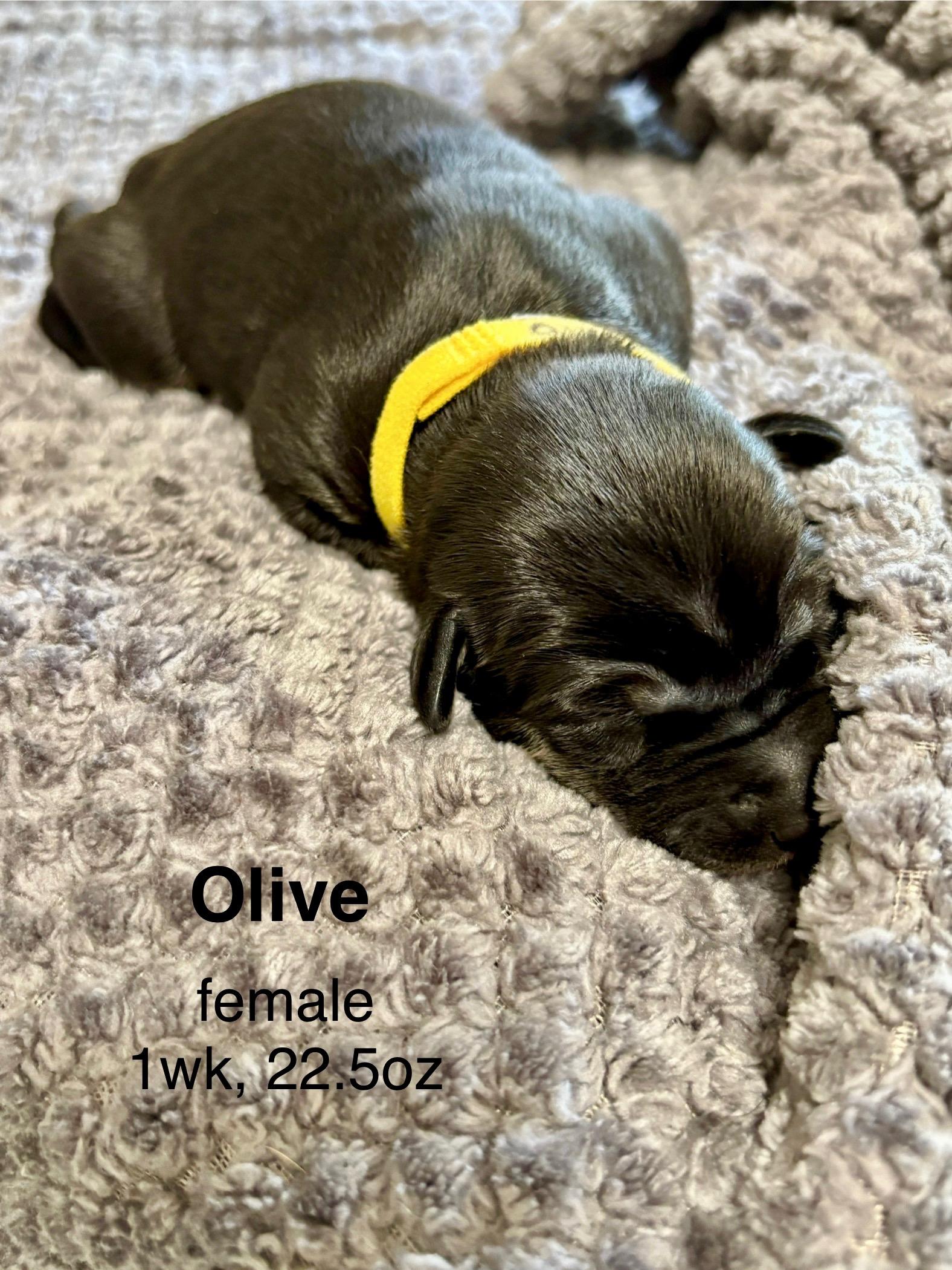 Enlarge Olive, a Adopted mixed breed in Chico, CA image 3/5