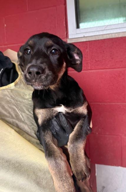 Enlarge Olive, a Adopted mixed breed in Chico, CA image 4/5