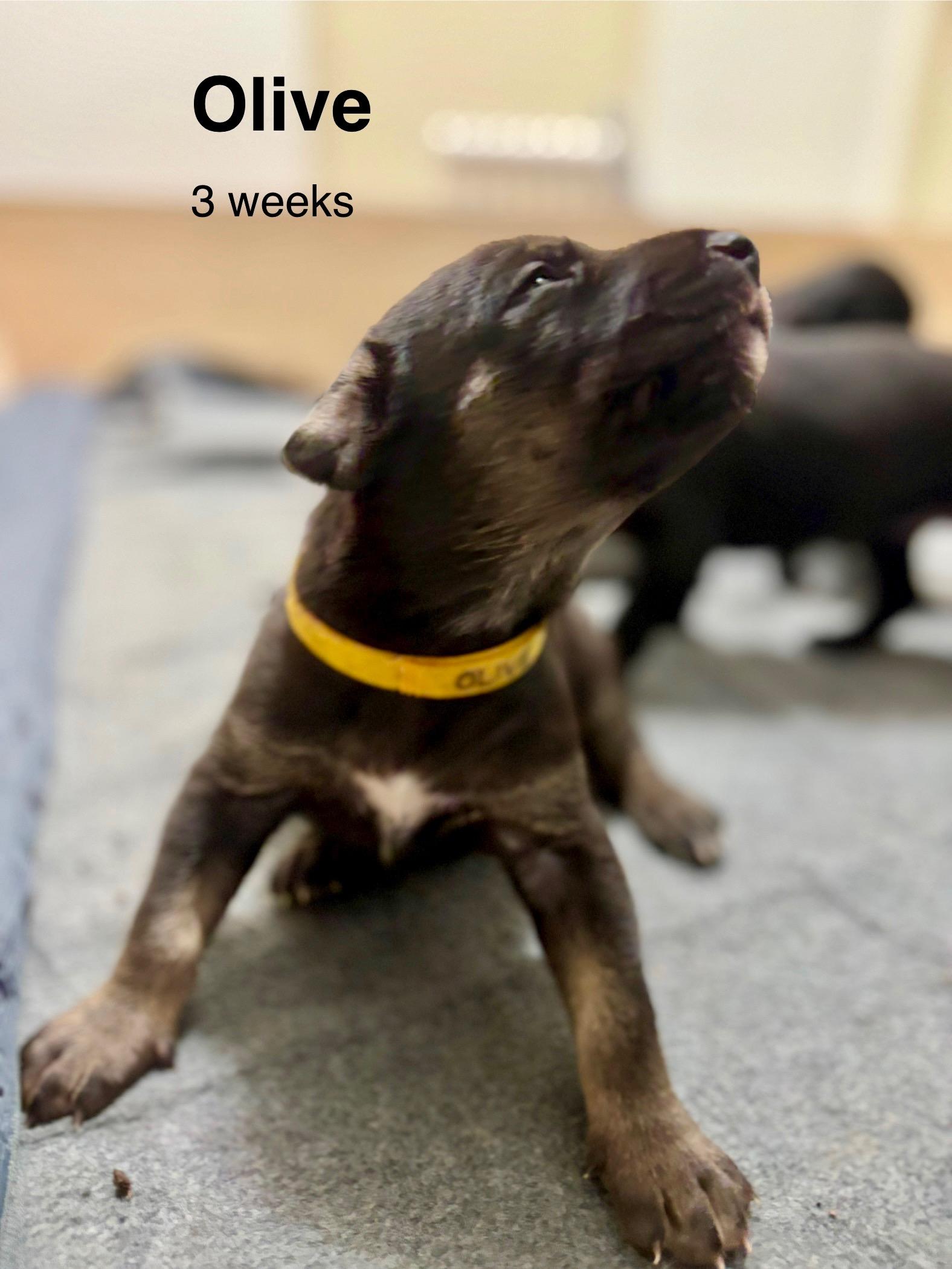 Enlarge Olive, a Adopted mixed breed in Chico, CA image 5/5