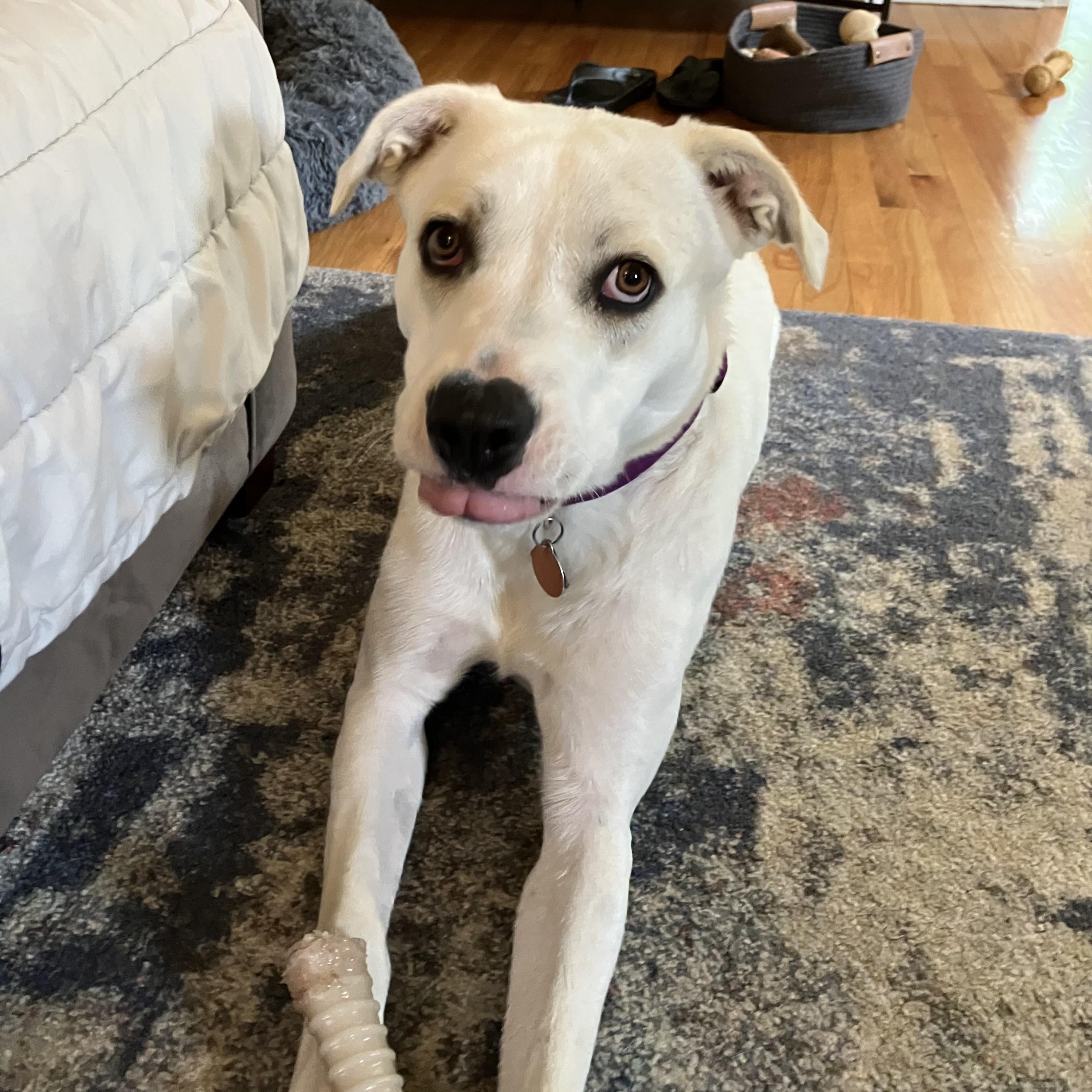 Enlarge Honey, a Adoptable mixed breed in Chatham, NJ image 4/6
