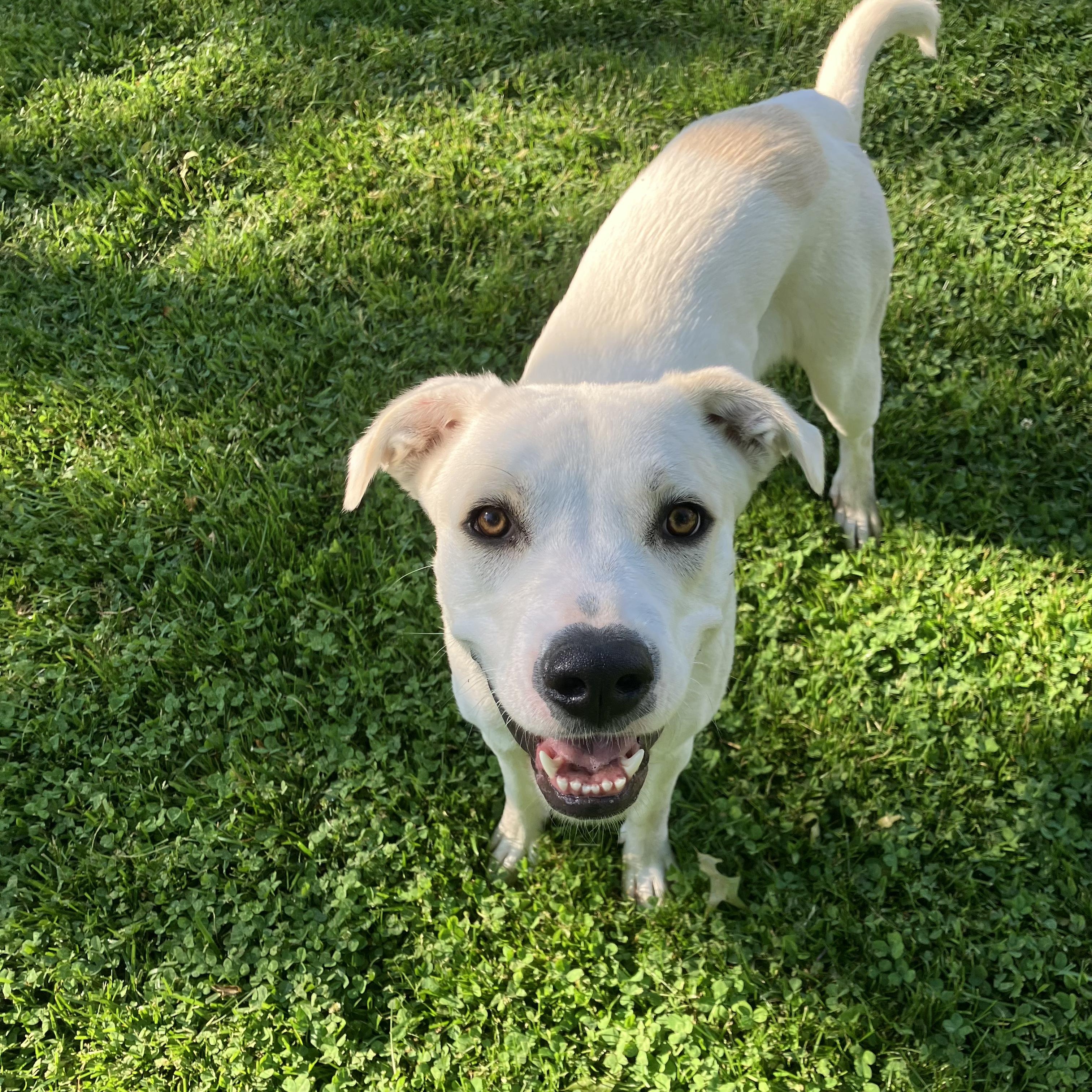 Enlarge Honey, a Adoptable mixed breed in Chatham, NJ image 2/6